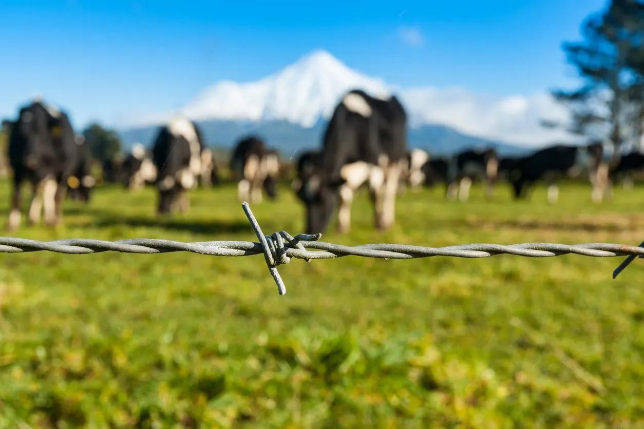 Guerra contra los lácteos: Irlanda propone 'desalojar' vacas para cumplir 'objetivos climáticos'